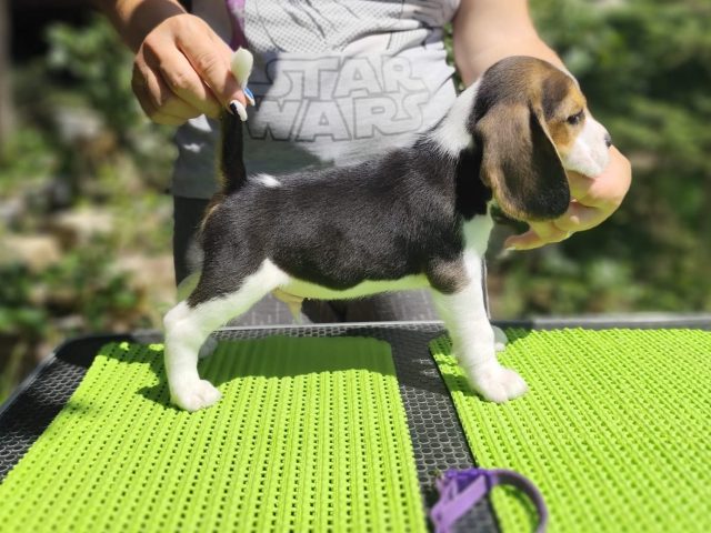 Y Litter 19.06.2025 (update)