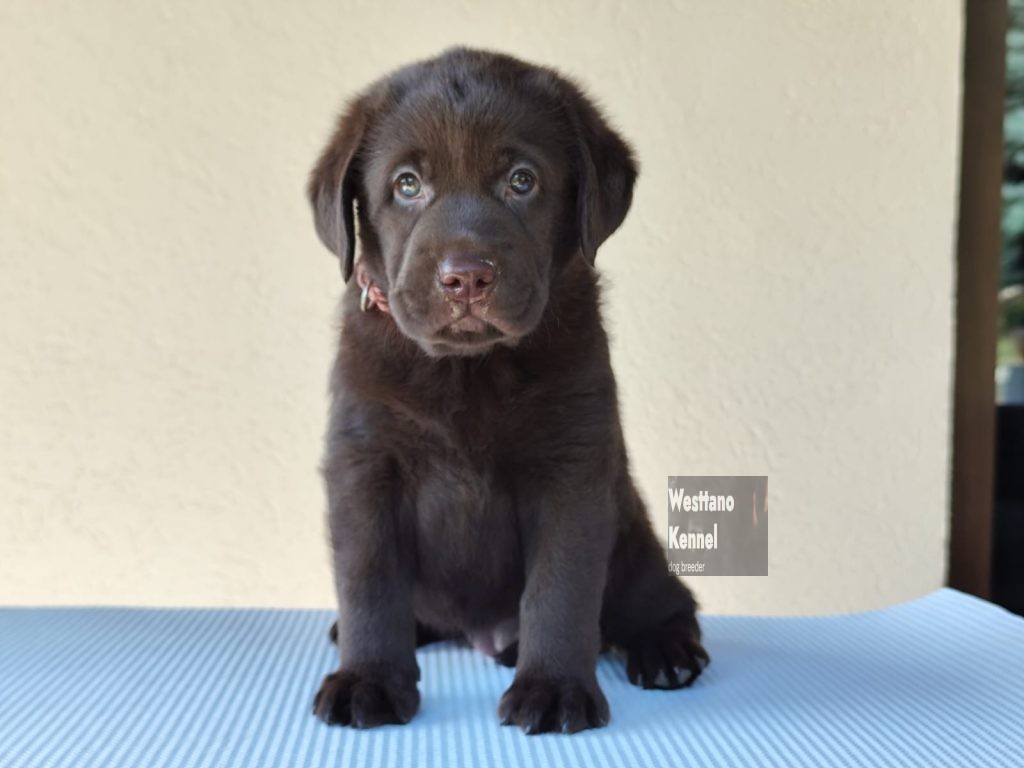 D Litter