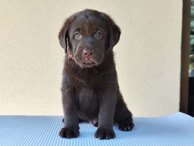 D Litter